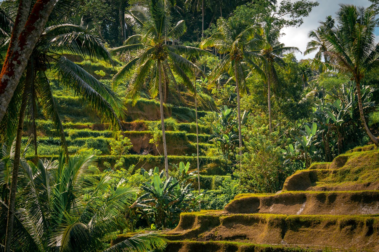 BALI